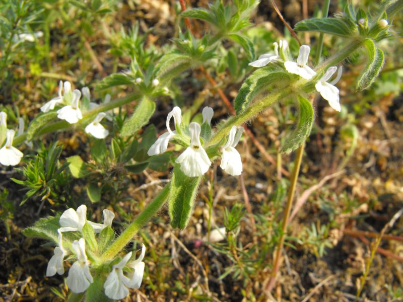 Sideritis romana