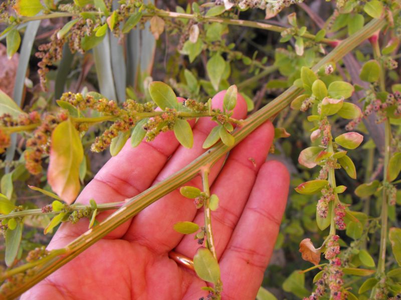 Chenopodium album