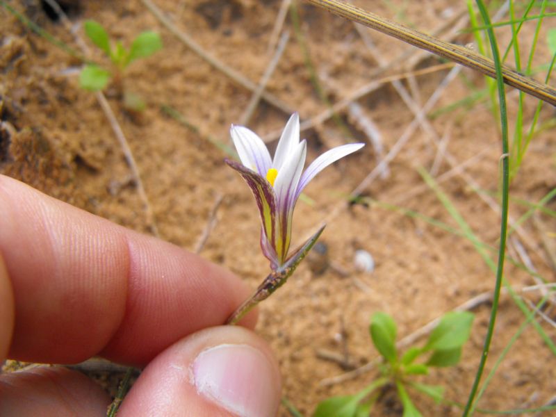 Romulea a confronto (R. columnae e R. ramiflora)