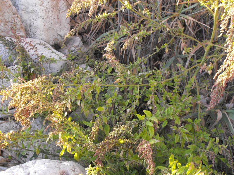 Chenopodium album