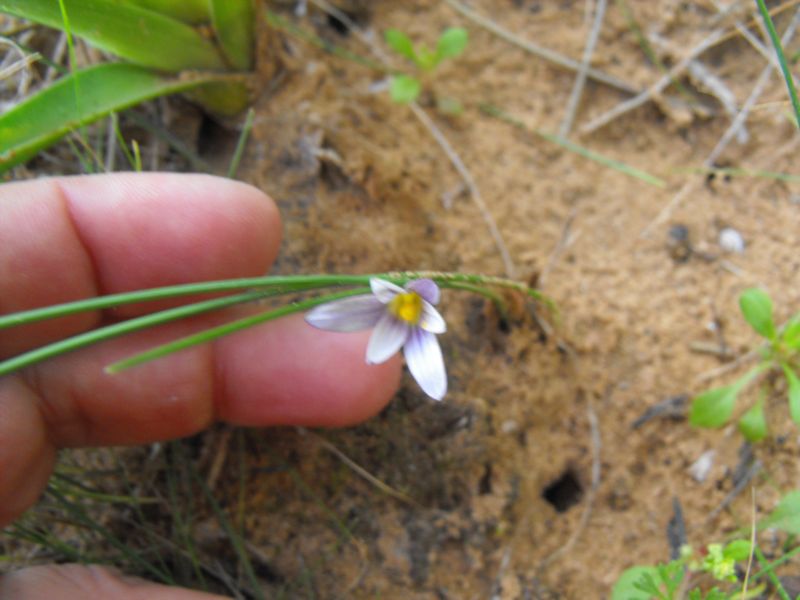 Romulea a confronto (R. columnae e R. ramiflora)