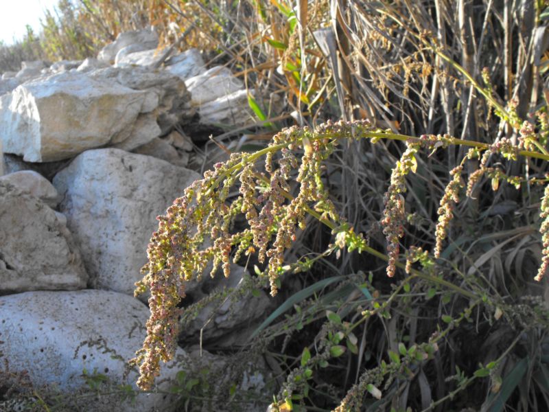 Chenopodium album