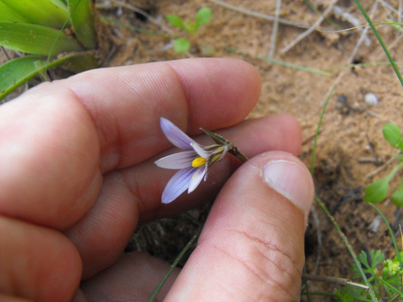 Romulea a confronto (R. columnae e R. ramiflora)