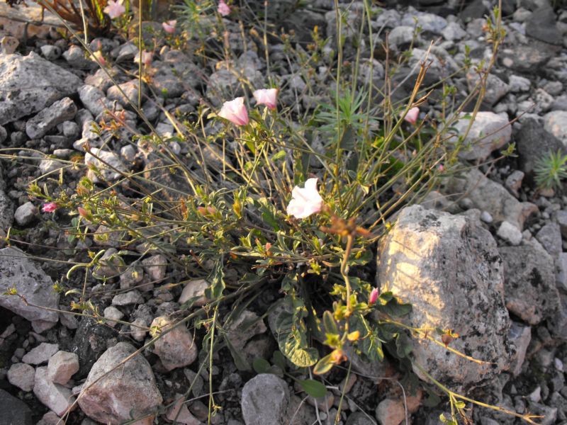 Convolvolus cantabrica