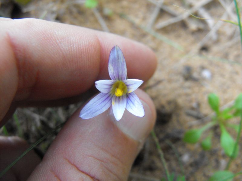 Romulea a confronto (R. columnae e R. ramiflora)