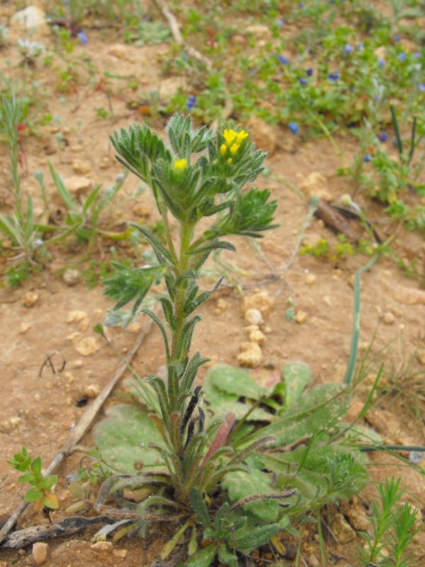 Neatostema apulum / Erba-perla gialla