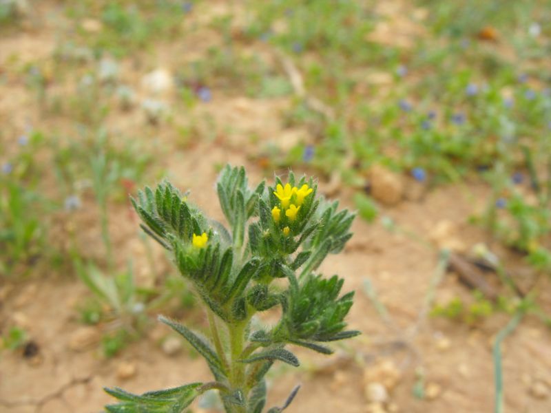 Neatostema apulum / Erba-perla gialla