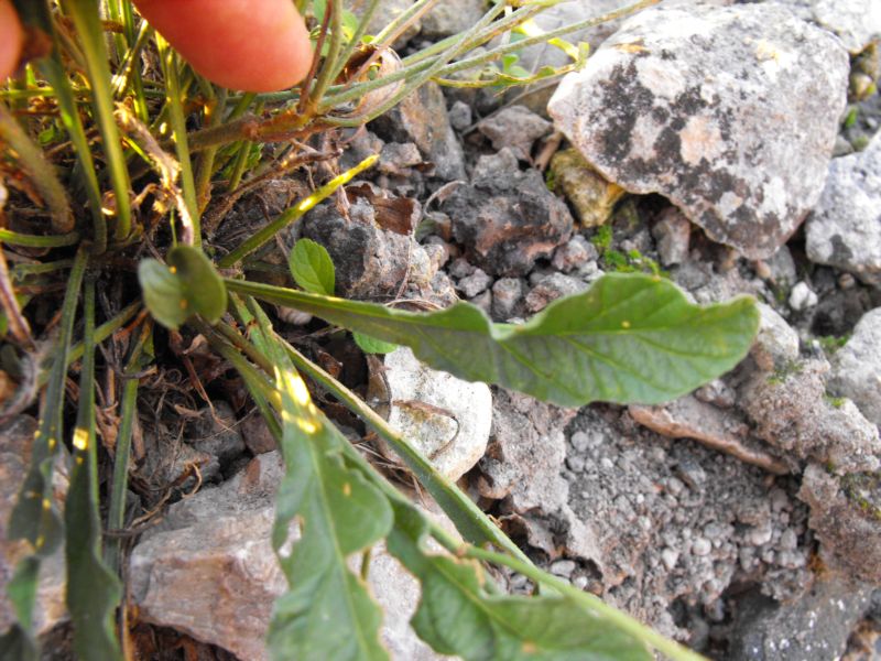 Convolvolus cantabrica