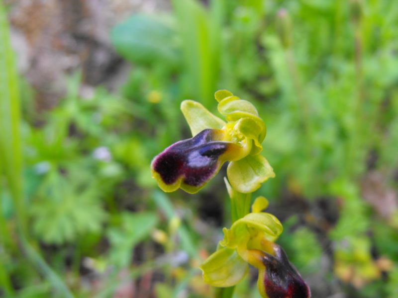 Ophrys Laurensis....