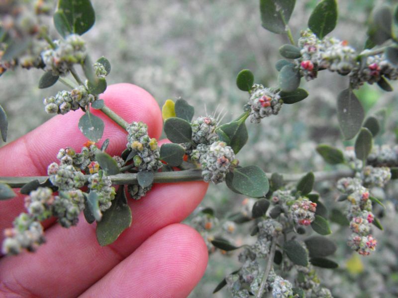 Chenopodium vulvaria / Farinello fetido