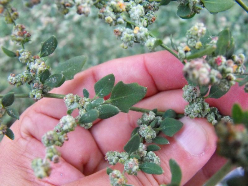 Chenopodium vulvaria / Farinello fetido