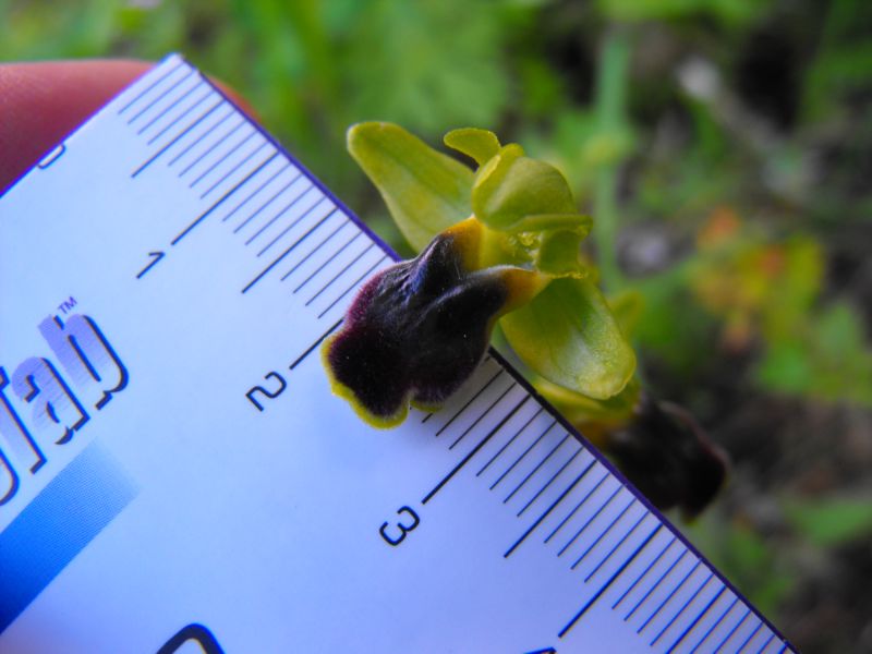 Ophrys Laurensis....