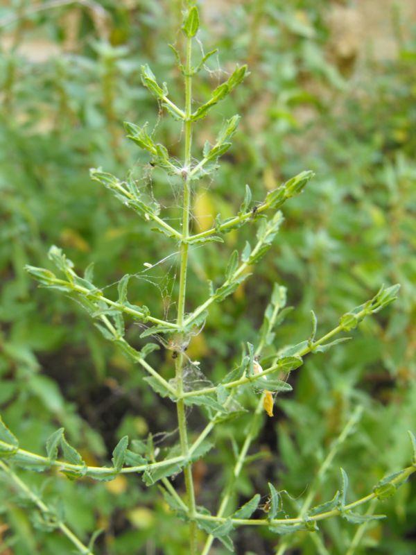 Hypericum triquetrifolium  / Erba di S.Giovanni crespa