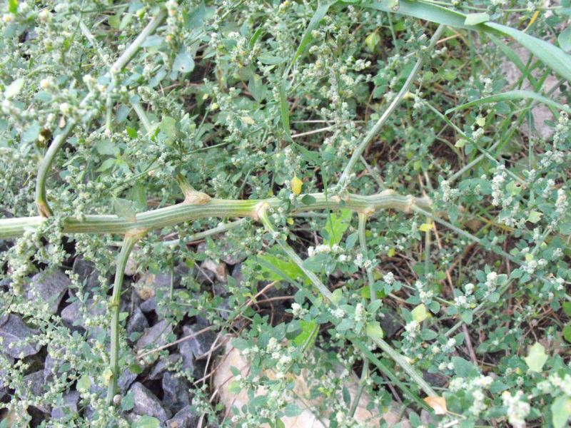 Chenopodium vulvaria / Farinello fetido