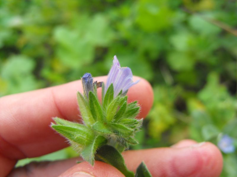 Echium parviflorum (=Echium calycinum) / Viperina parviflora