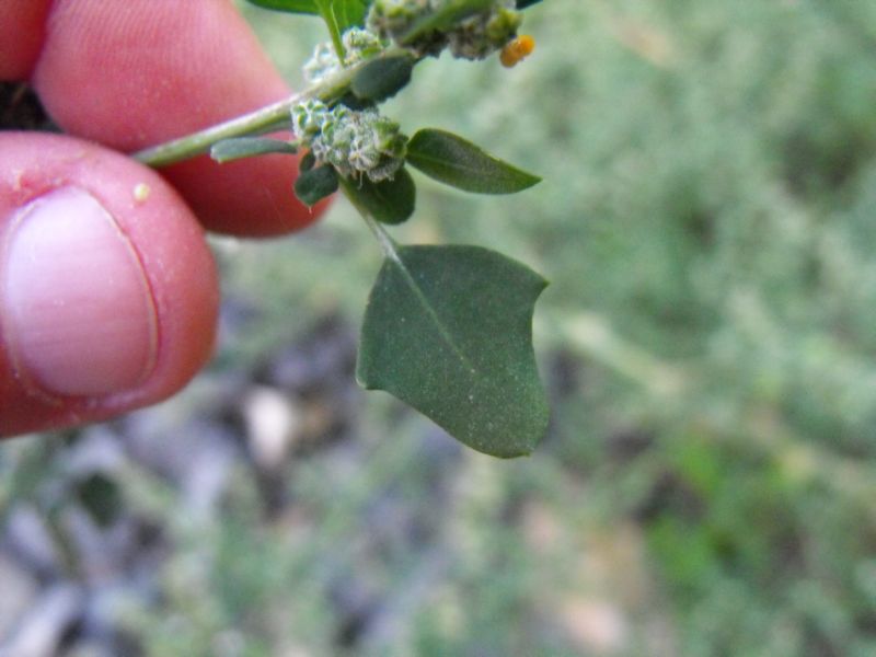 Chenopodium vulvaria / Farinello fetido