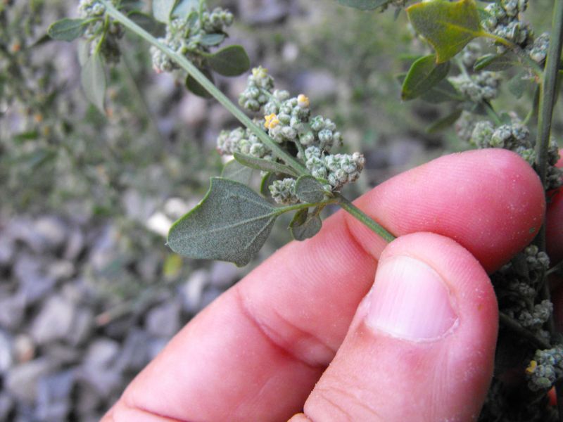 Chenopodium vulvaria / Farinello fetido