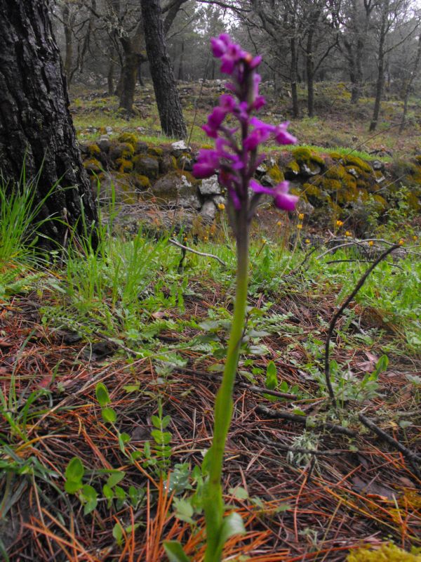 orchis n.d.d.