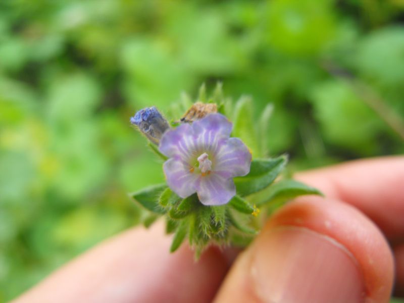 Echium parviflorum (=Echium calycinum) / Viperina parviflora