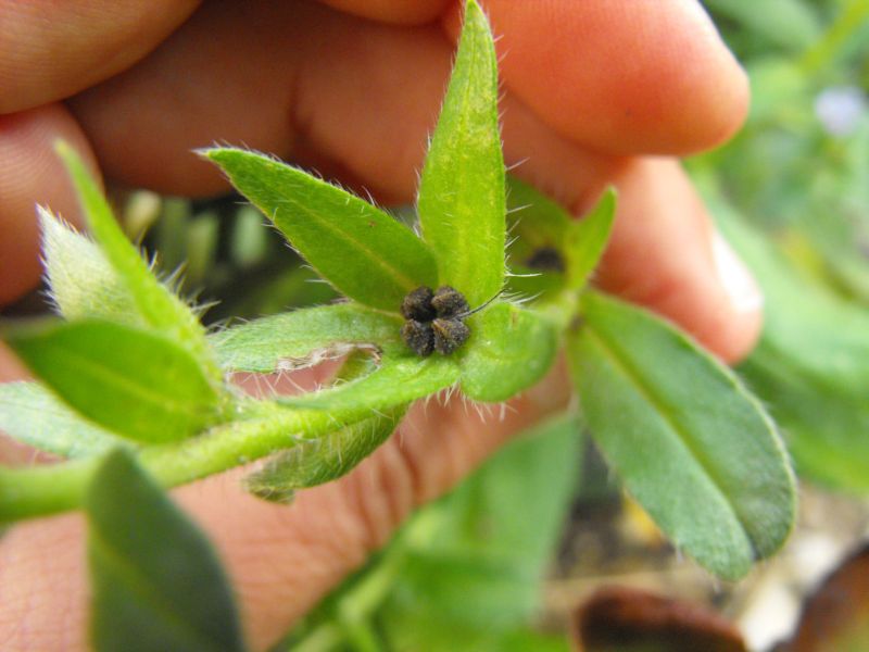 Echium parviflorum (=Echium calycinum) / Viperina parviflora