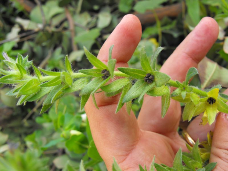 Echium parviflorum (=Echium calycinum) / Viperina parviflora