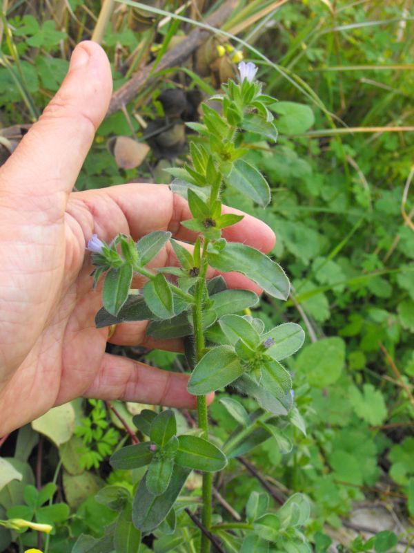 Echium parviflorum (=Echium calycinum) / Viperina parviflora