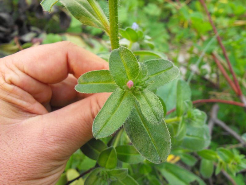 Echium parviflorum (=Echium calycinum) / Viperina parviflora