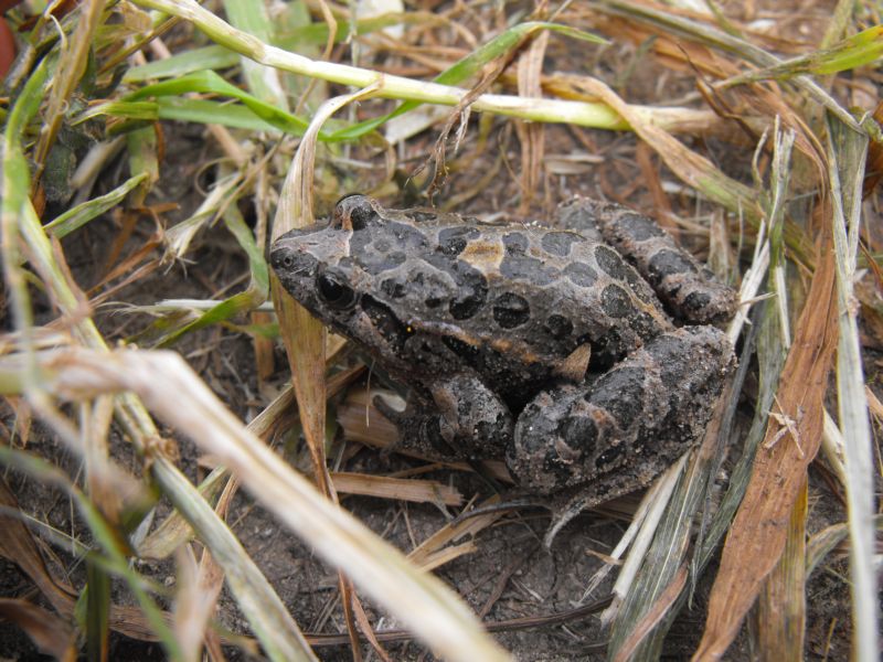 rana da identificare - Discoglossus pictus