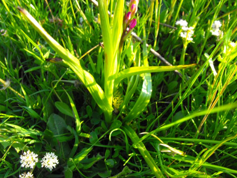 Orchis Laxiflora.......?