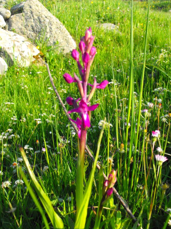 Orchis Laxiflora.......?