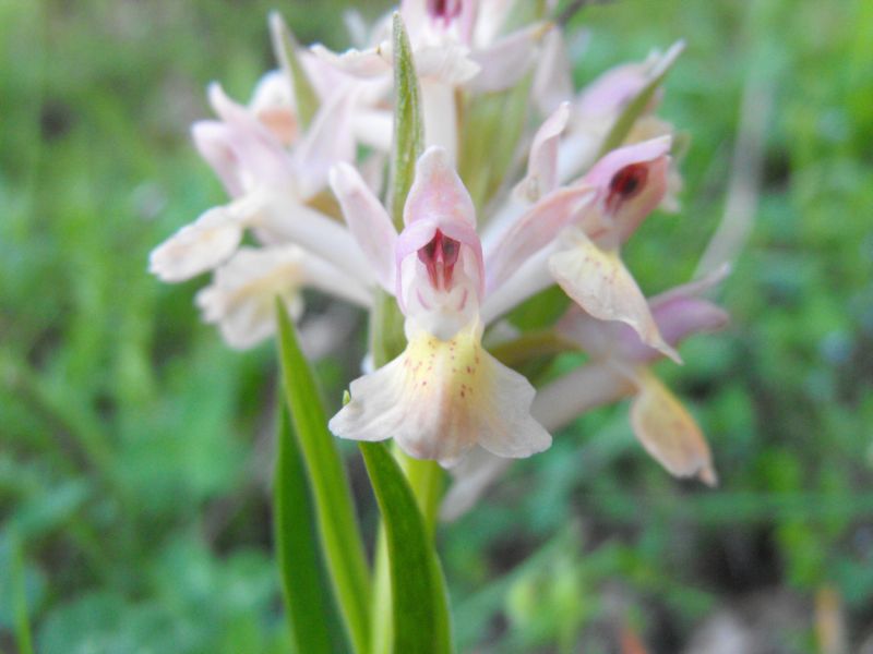 Carrellata di Dactylorhiza sambucina