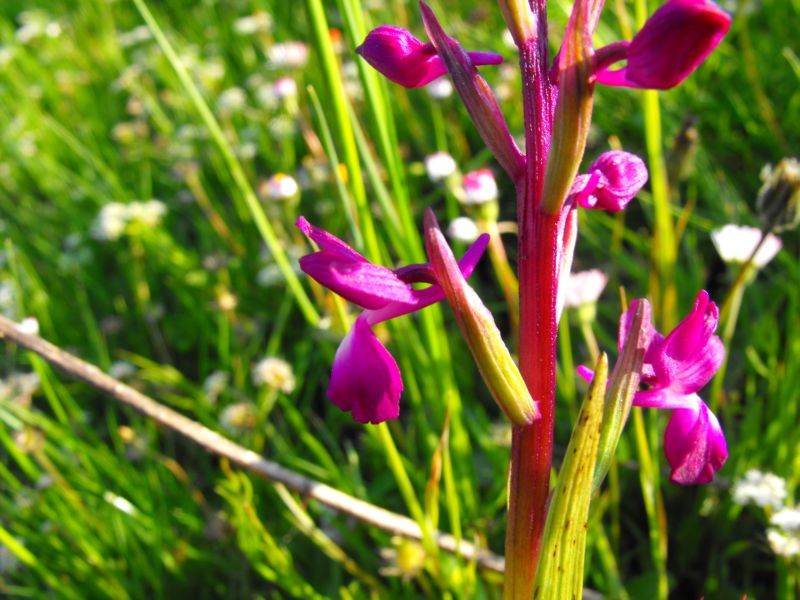 Orchis Laxiflora.......?