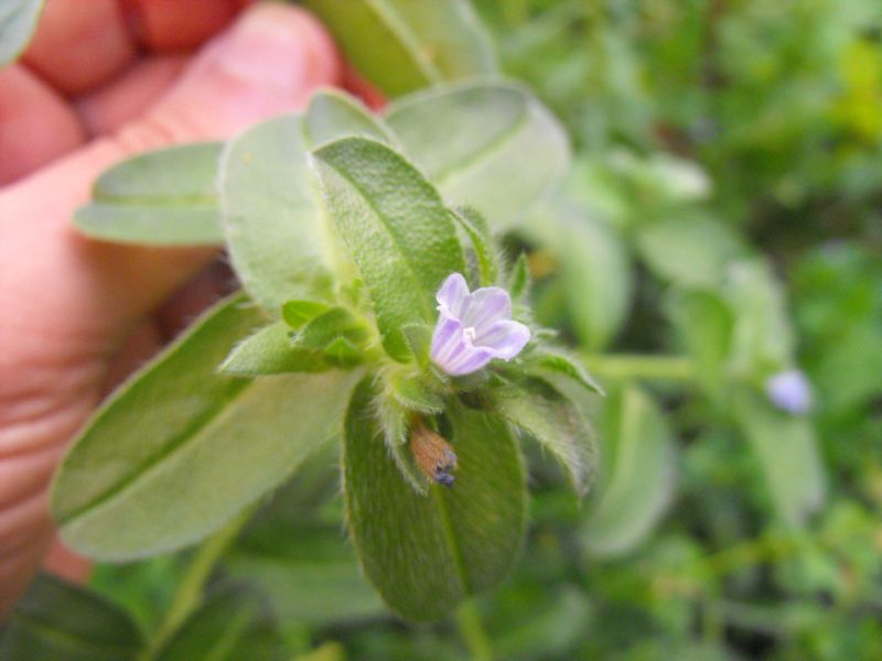 Echium parviflorum (=Echium calycinum) / Viperina parviflora