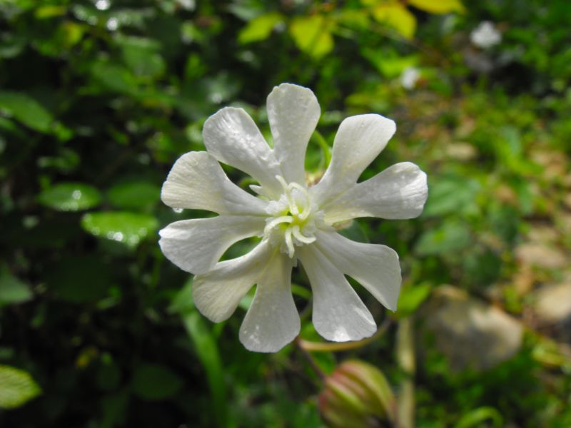 Silene latifolia subsp.alba