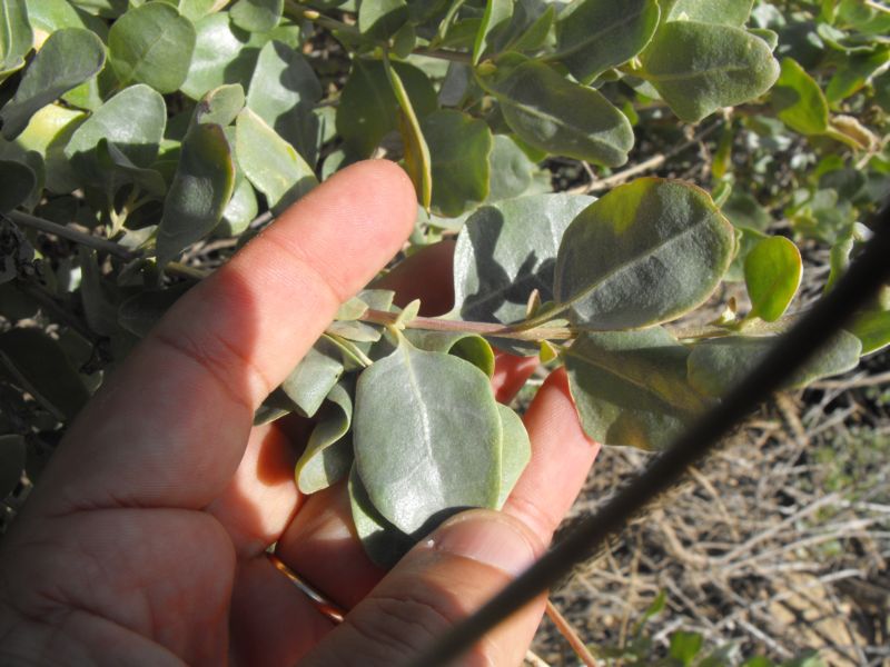 Atriplex halimus L.?