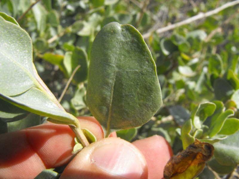 Atriplex halimus L.?