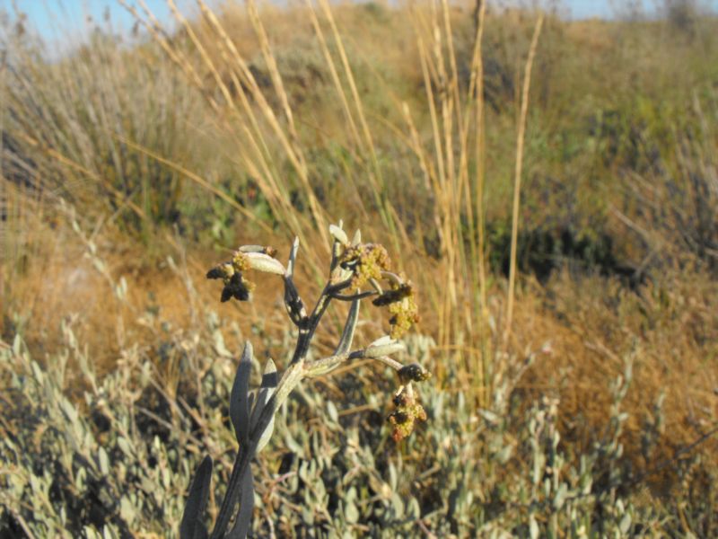 Halimione portulacoides  / Atriplice portulacoide