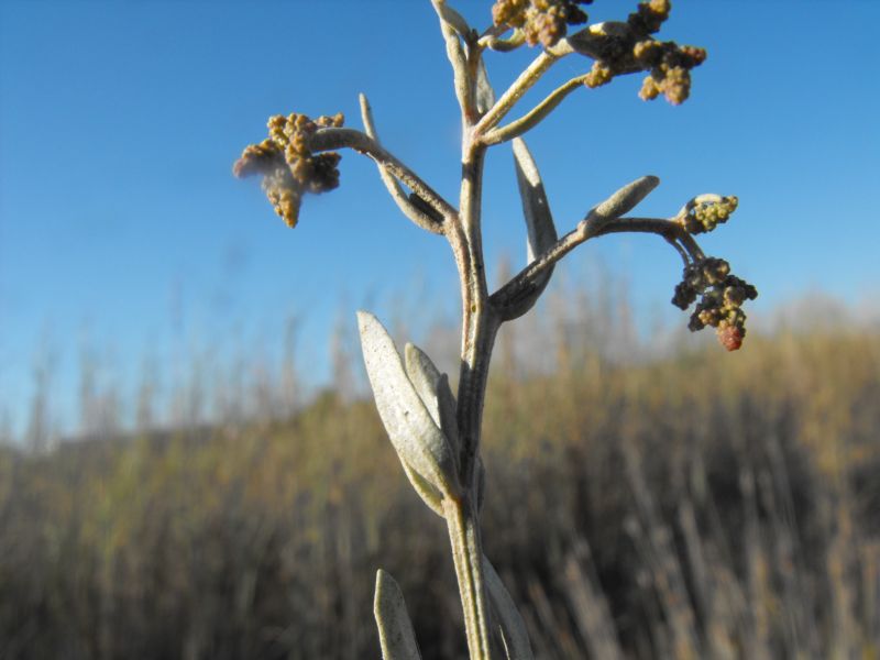 Halimione portulacoides  / Atriplice portulacoide