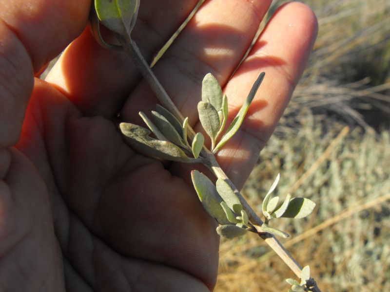 Halimione portulacoides  / Atriplice portulacoide