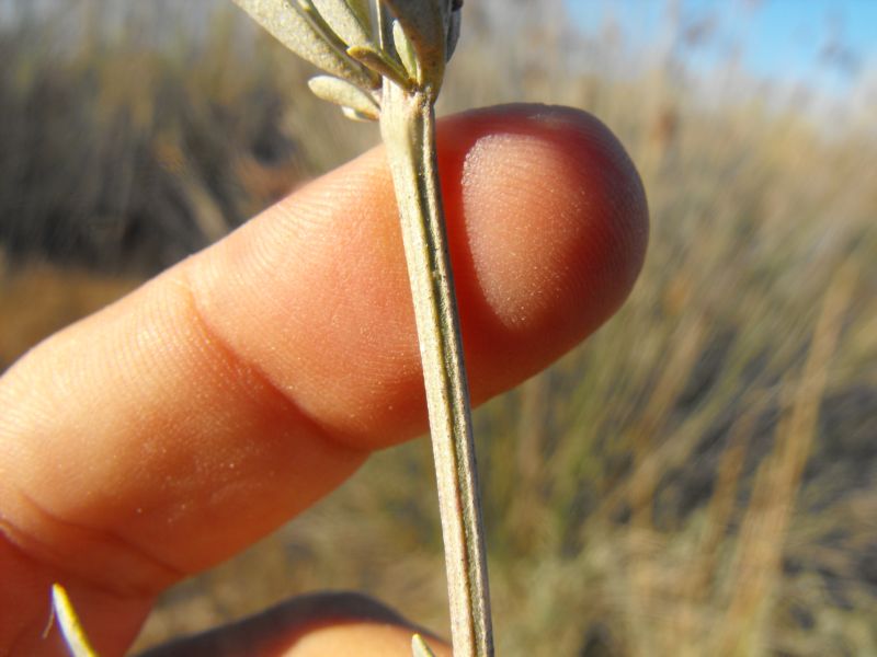 Halimione portulacoides  / Atriplice portulacoide