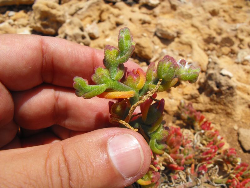 Mesembryanthemum nodiflorum L.