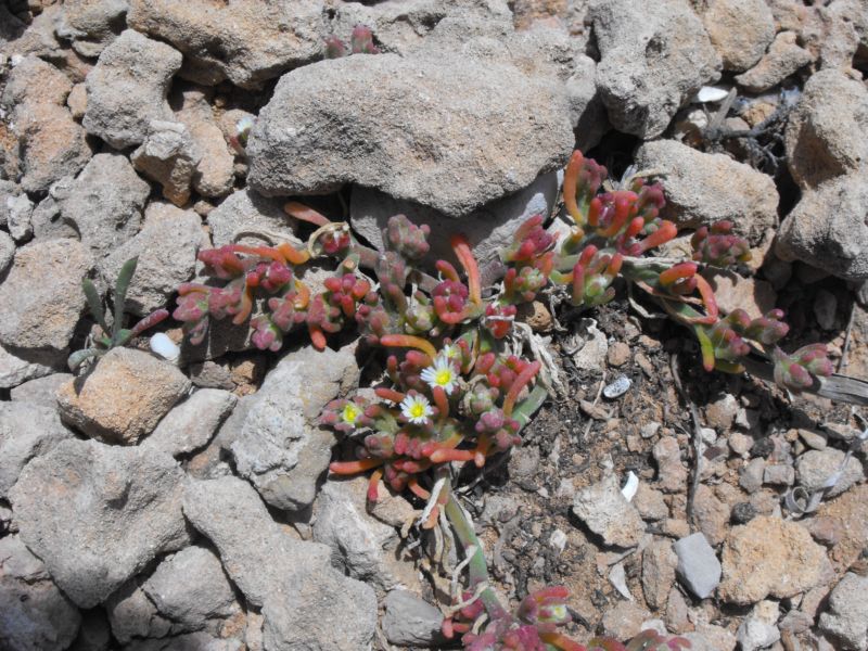 Mesembryanthemum nodiflorum L.