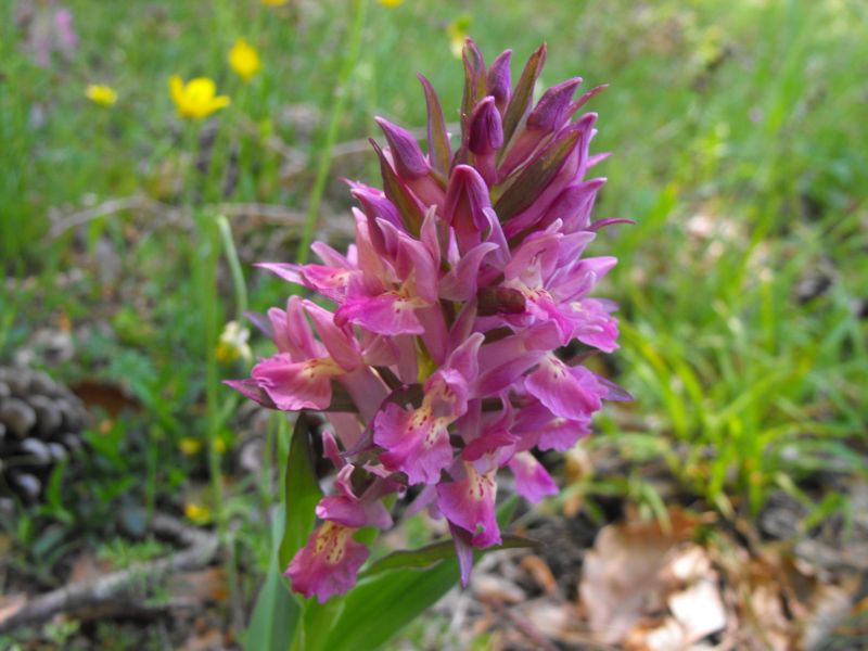 Carrellata di Dactylorhiza sambucina