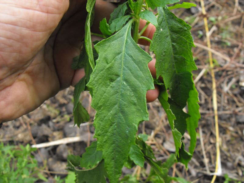 Chenopodium ambrosioides