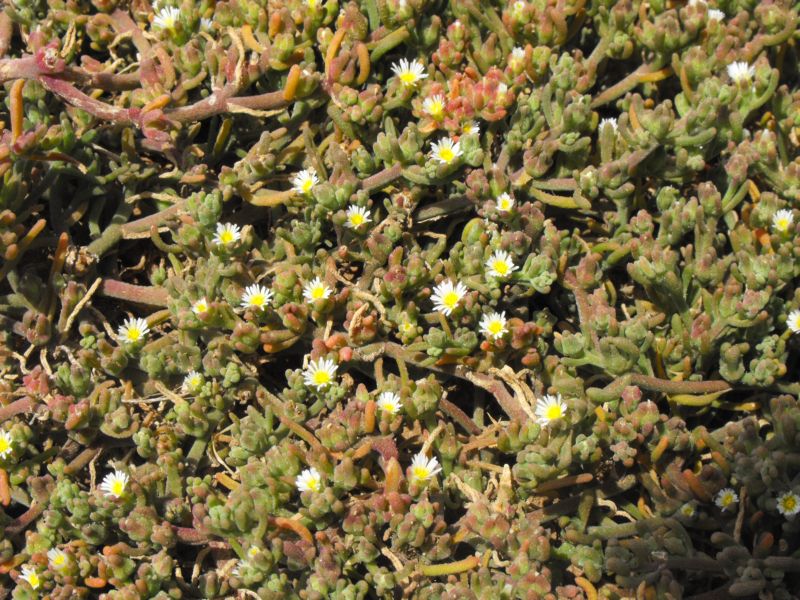 Mesembryanthemum nodiflorum L.