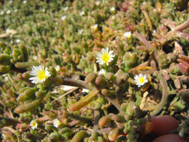 Mesembryanthemum nodiflorum L.