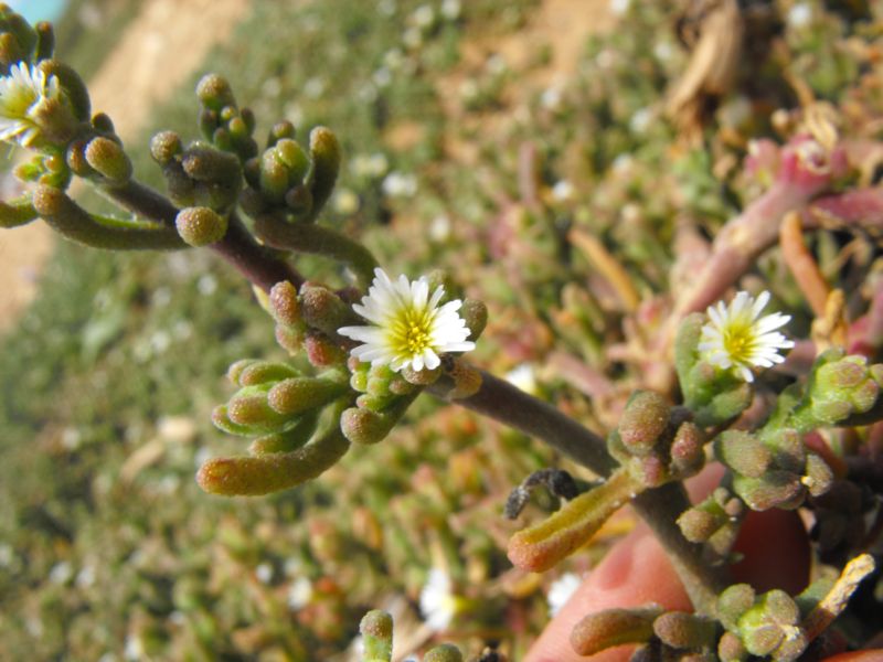 Mesembryanthemum nodiflorum L.