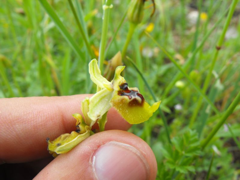 Ophrys oxyrrhynchos subsp.biancae varie