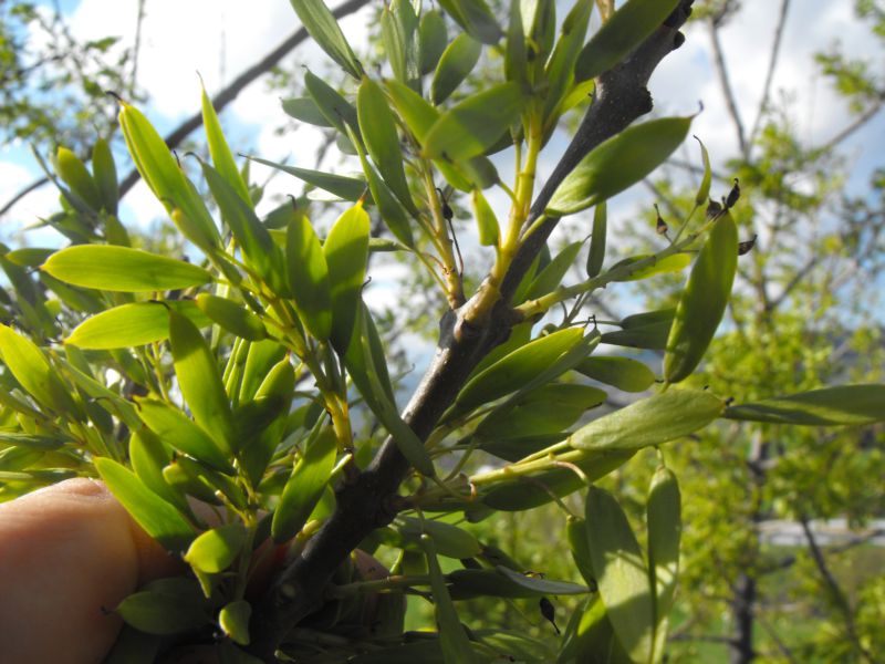 Fraxinus angustifolia subsp. oxycarpa