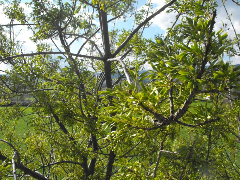 Fraxinus angustifolia subsp. oxycarpa